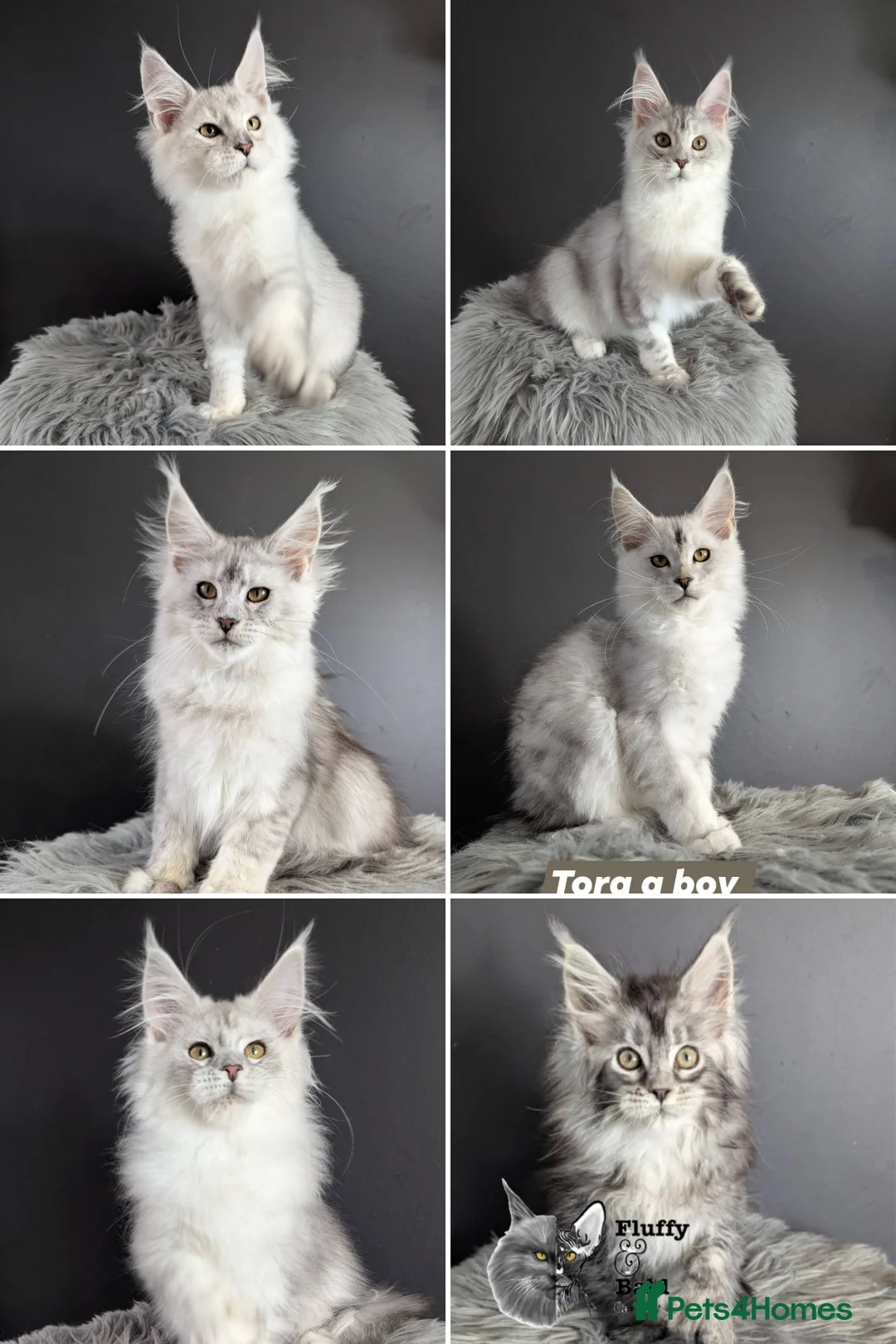 Maine Coon cats for sale: Outstanding babies ready to go  - Advert 1