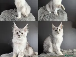 Maine Coon cats Outstanding babies ready to go - Advert 2