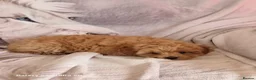 Pomapoo dogs for sale: Fabulous  pomapoo puppies  - Advert 7