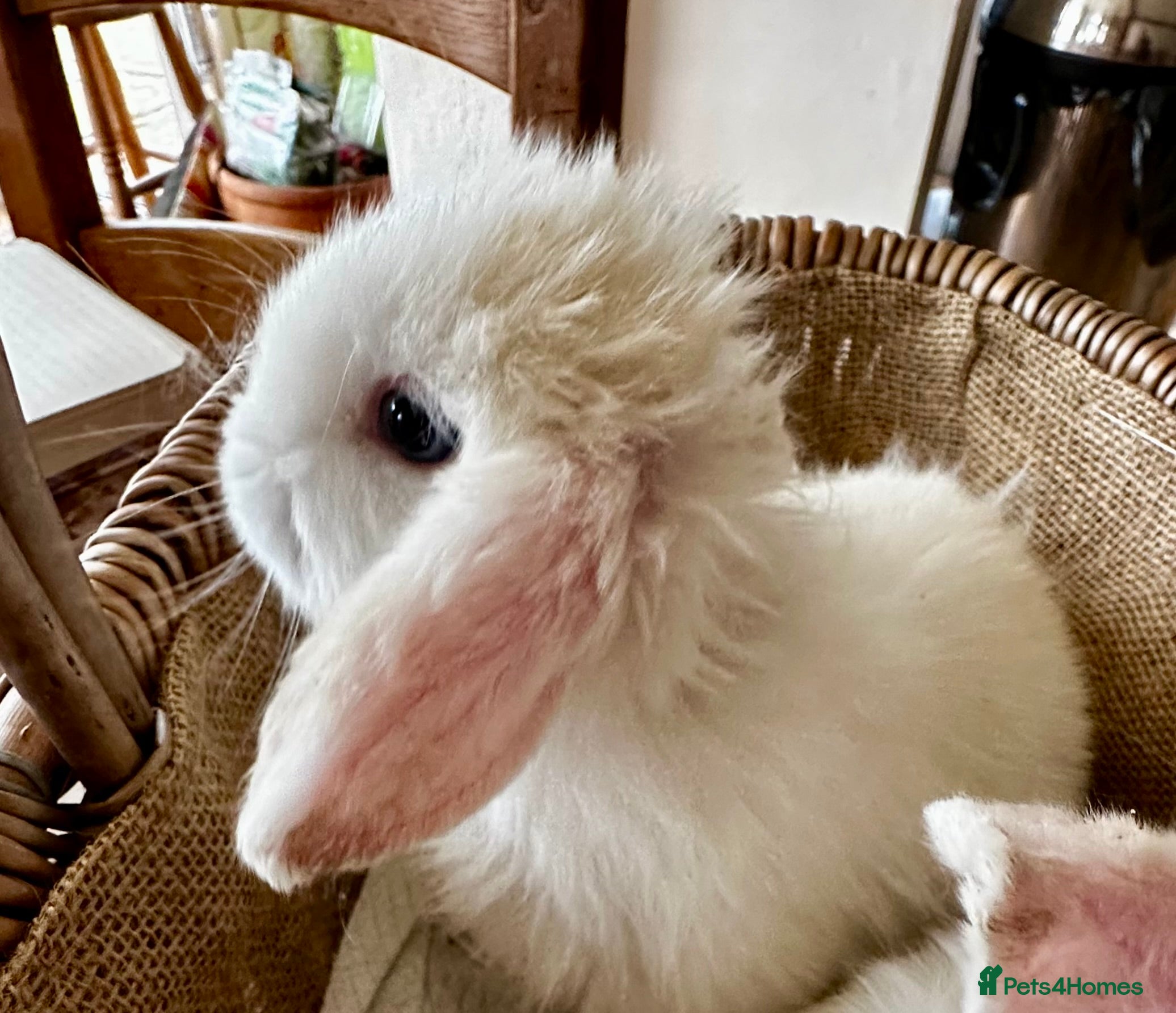 Mini Lop rabbits Mini lop babies-exceptionally well handled - Advert 6