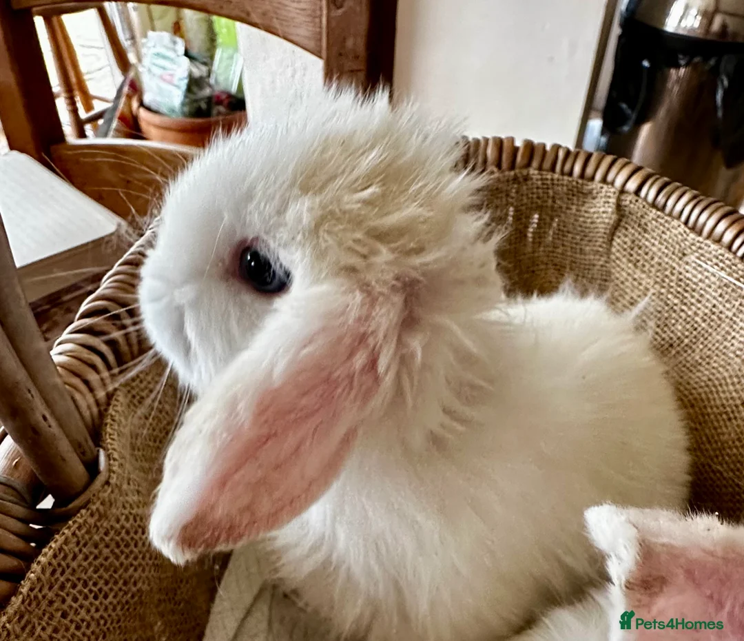 Mini Lop rabbits for sale: Mini lop babies-exceptionally well handled - Advert 2