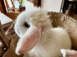 Mini Lop rabbits Mini lop babies-exceptionally well handled - Advert 6