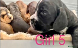 Cocker Spaniel dogs for sale: Kc show extensive health tests beautiful colours - Image 31