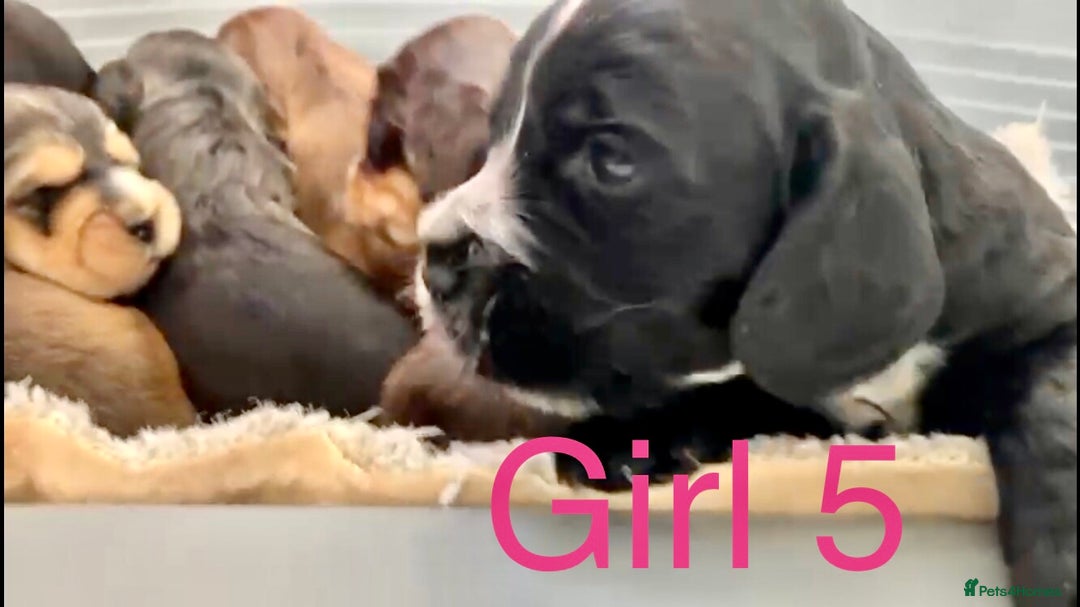 Cocker Spaniel dogs for sale: Kc show extensive health tests beautiful colours - Image 31