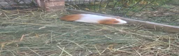 Guinea Pig rodents for sale: Male Guinea pigs - Advert 4