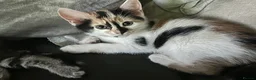 Mixed Breed cats for sale: Stunning kittens available now - Advert 8