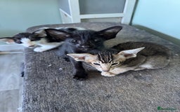 Oriental cats for sale: Pedigree Oriental Kittens  - Image 14
