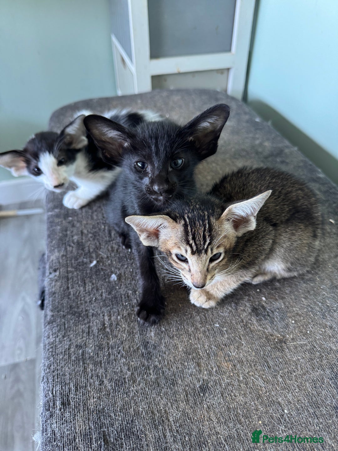 Oriental cats for sale: Pedigree Oriental Kittens  - Image 14