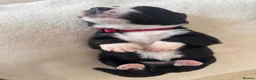 Mixed Breed dogs for sale: 5 Beautiful Bordernese Puppies  - Advert 14