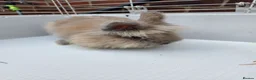 Lionhead rabbits for sale: Adorable baby lion heads - Advert 9