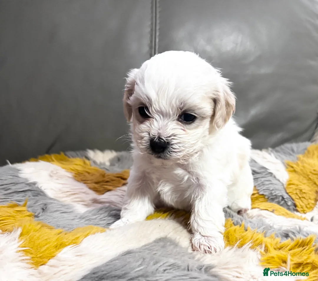 Malshi dogs for sale: Gorgeous Malshi girl & boys  - Advert 7