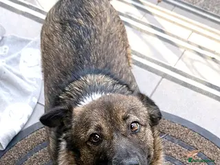 Mixed Breed dogs BELLA - a superb little girl, for a Loving Home - Advert 12