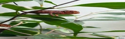 Chameleon reptiles for sale: Blue Ambanja Panther Chameleons  - Advert 7