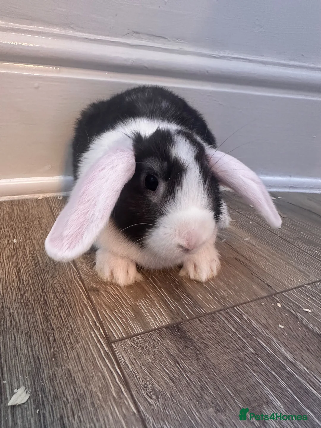 Mini Lion Lop rabbits for sale: 3 mini lion lops ready to go  - Advert 12