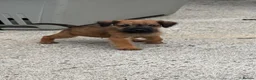 Lakeland Terrier dogs for sale: Lakeland terriers READY NOW - Advert 3