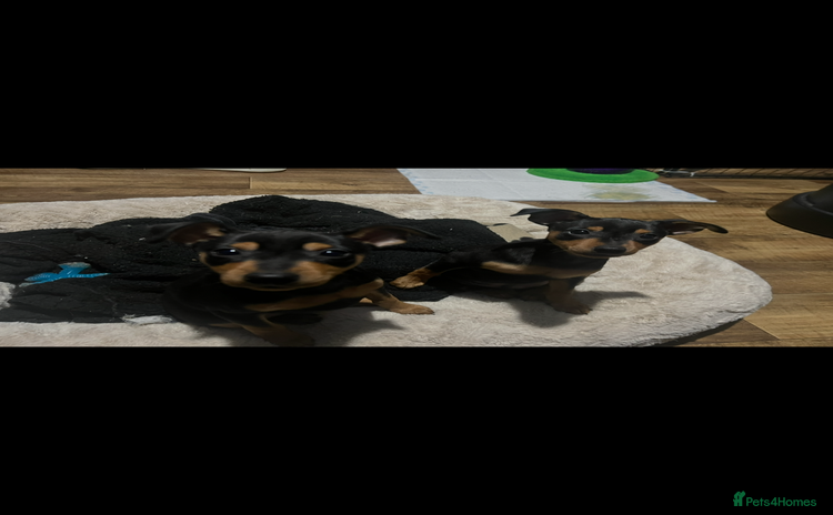 Miniature Pinscher dogs Ready too go Mini pinschers 2 boys left   - Advert 4