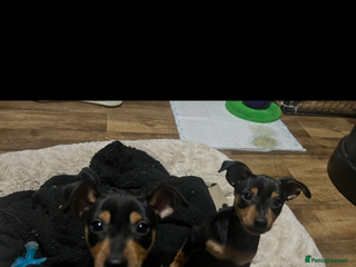 Miniature Pinscher dogs Ready too go Mini pinschers 2 boys left - Advert 4