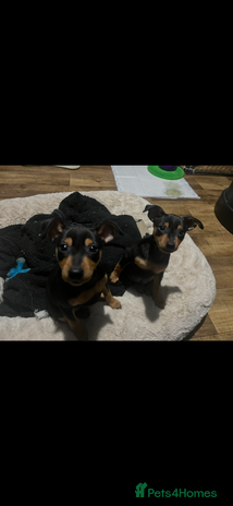 Miniature Pinscher dogs Ready too go Mini pinschers 2 boys left - Advert 4
