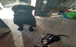 Cane Corso dogs for sale: Cane Corso female puppy - Image 7