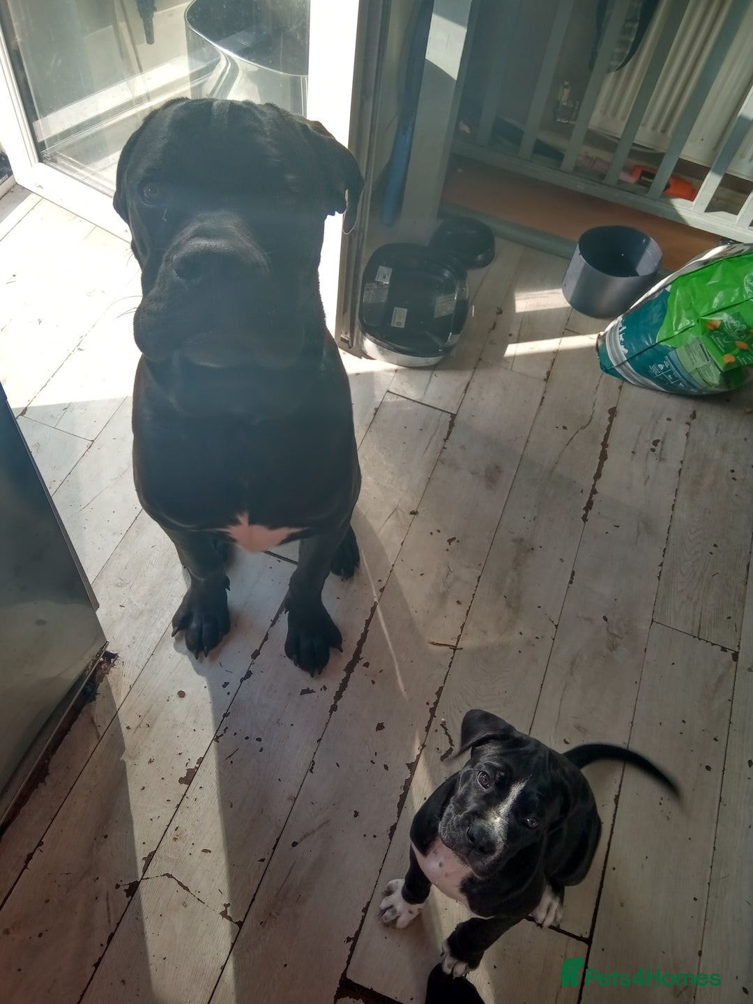 Cane Corso dogs for sale: Cane Corso female puppy - Image 7