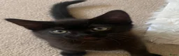 British Longhair cats for sale: Beautiful kittens in need forever homes❤️ - Advert 4