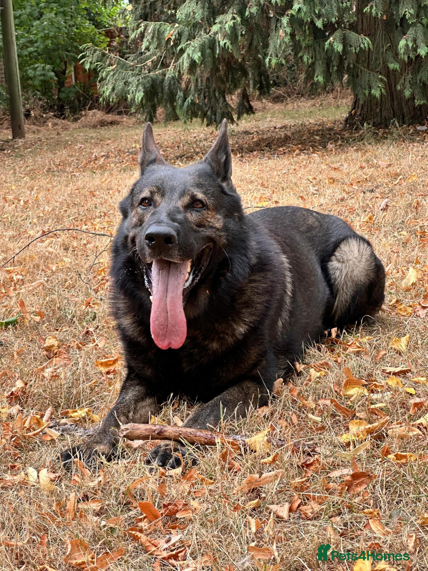 German Shepherd dogs KC Registered Czech Working Line - Advert 1