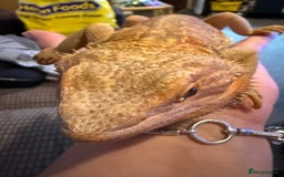 Bearded Dragon reptiles for sale: Male dragon - Image 2