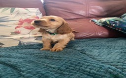 Cocker Spaniel dogs for sale: Pedigree show cockers, sable & golden - Image 2