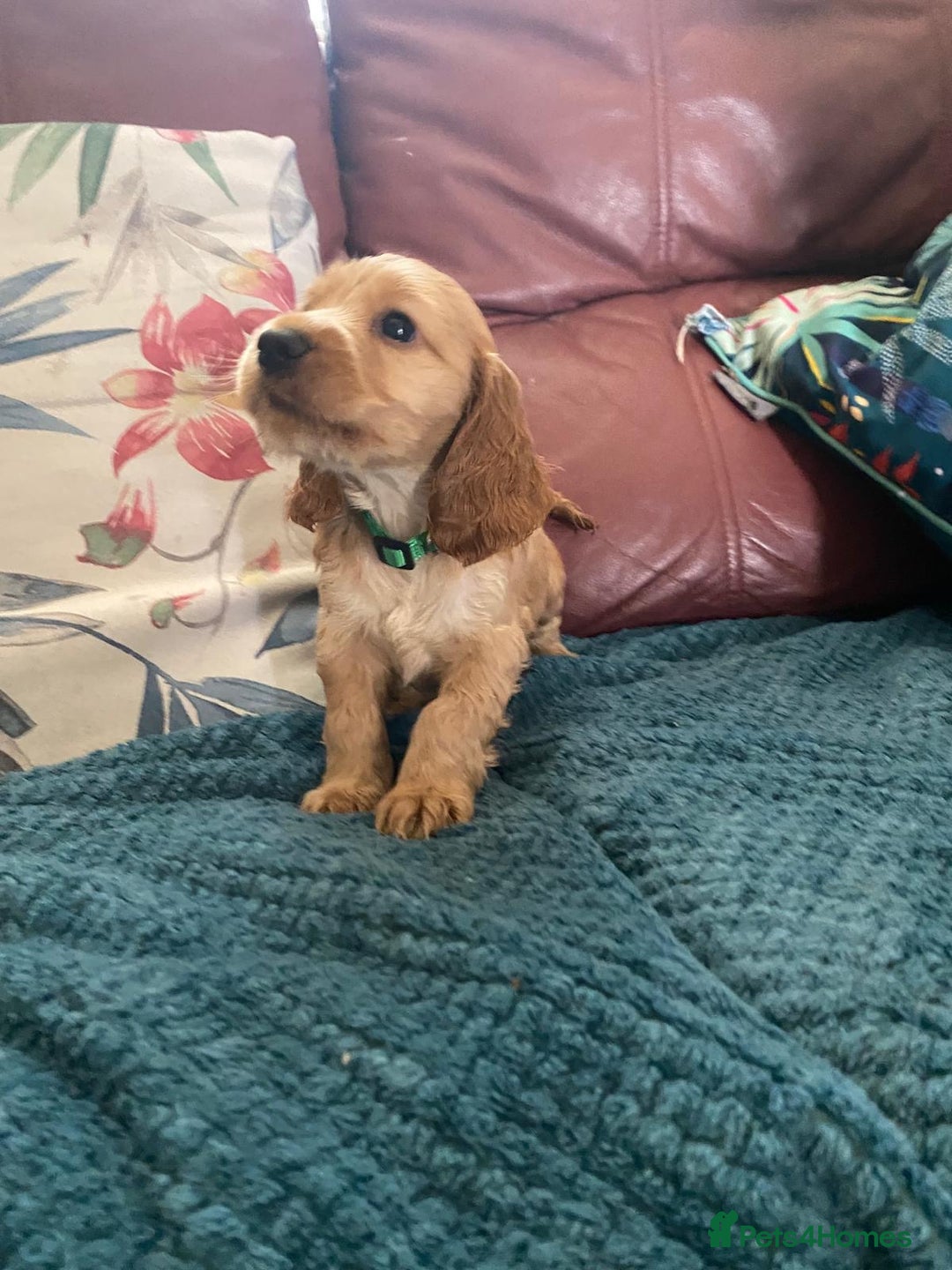 Cocker Spaniel dogs for sale: Pedigree show cockers, sable & golden - Image 2