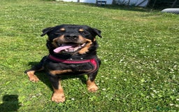 Rottweiler dogs for adoption: Zak   - Image 3