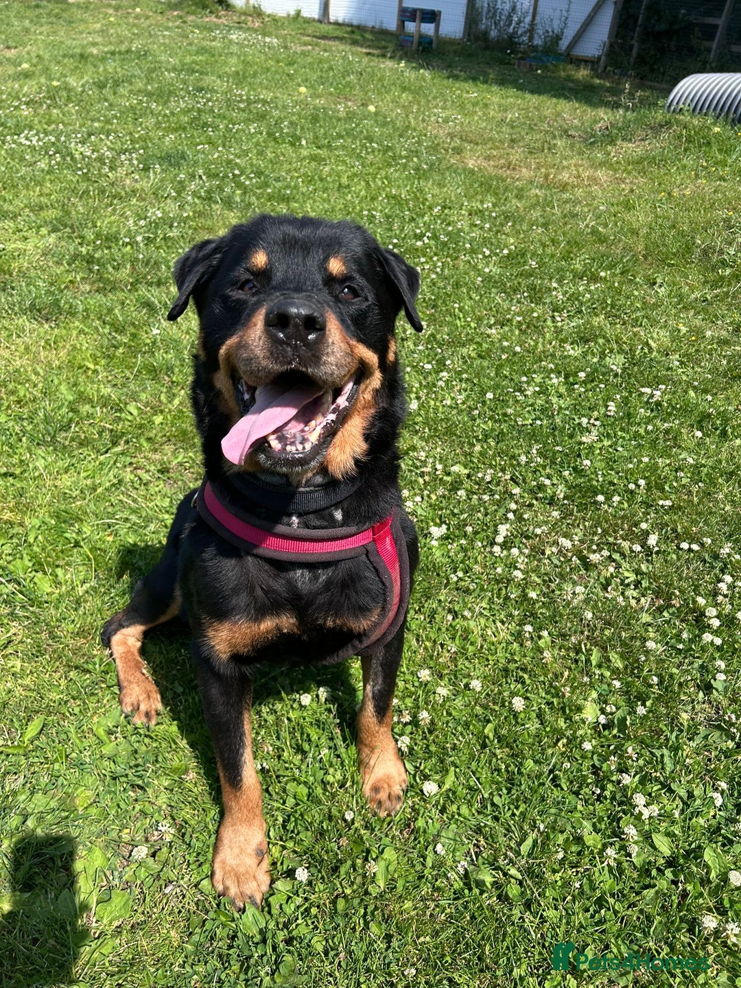 Rottweiler dogs for adoption: Zak   - Image 3