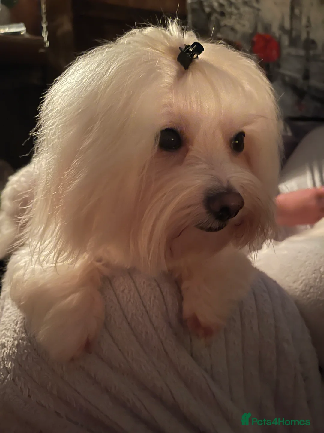 Maltese dogs for stud: Small Maltese for STUD! Pure breed! in London - Advert 3