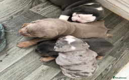 Olde English Bulldogge dogs for sale: Olde English Bulldogg - Image 1