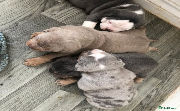 Olde English Bulldogge dogs - Advert 1