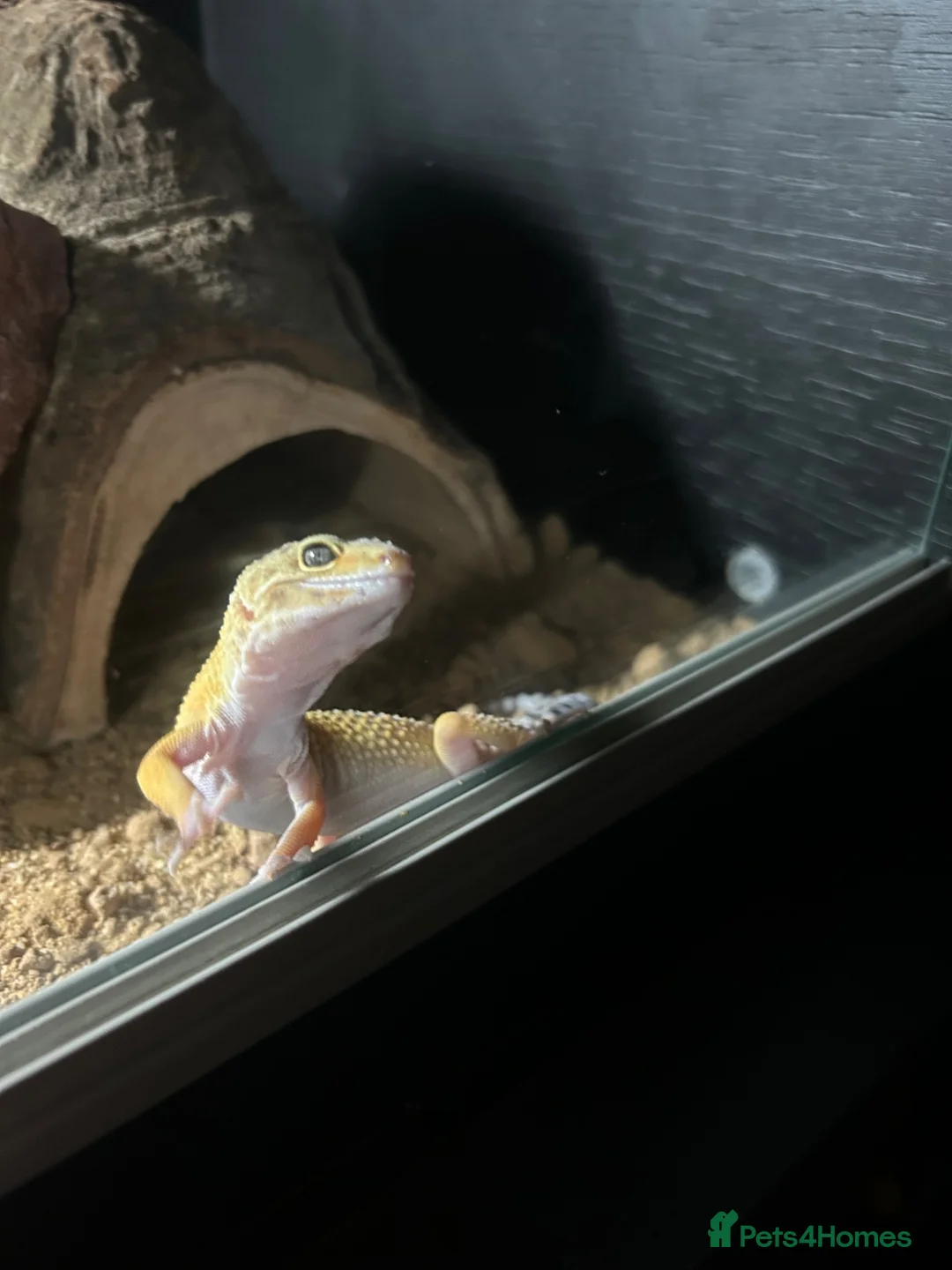 Leopard Gecko reptiles for sale: Leopard Gecko for sale with enclosure  in Glasgow - Advert 2
