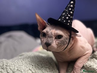 Sphynx cats Sphynx boy stud, in Wirral - Advert 5