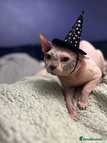 Sphynx cats Sphynx boy stud, in Wirral - Advert 5