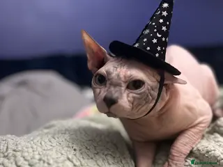 Sphynx cats Sphynx boy stud, in Wirral - Advert 1