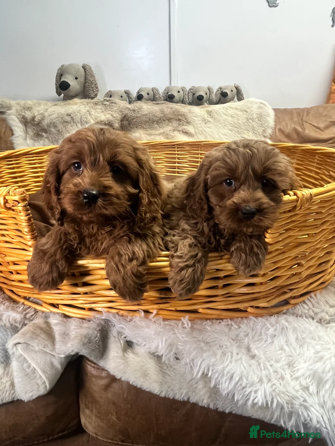 Cavapoo dogs for sale: stunningly stunning cavapoo health tested litter - Advert 13