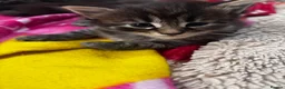 Maine Coon cats for sale: Beautiful maincoon x babies - Advert 2