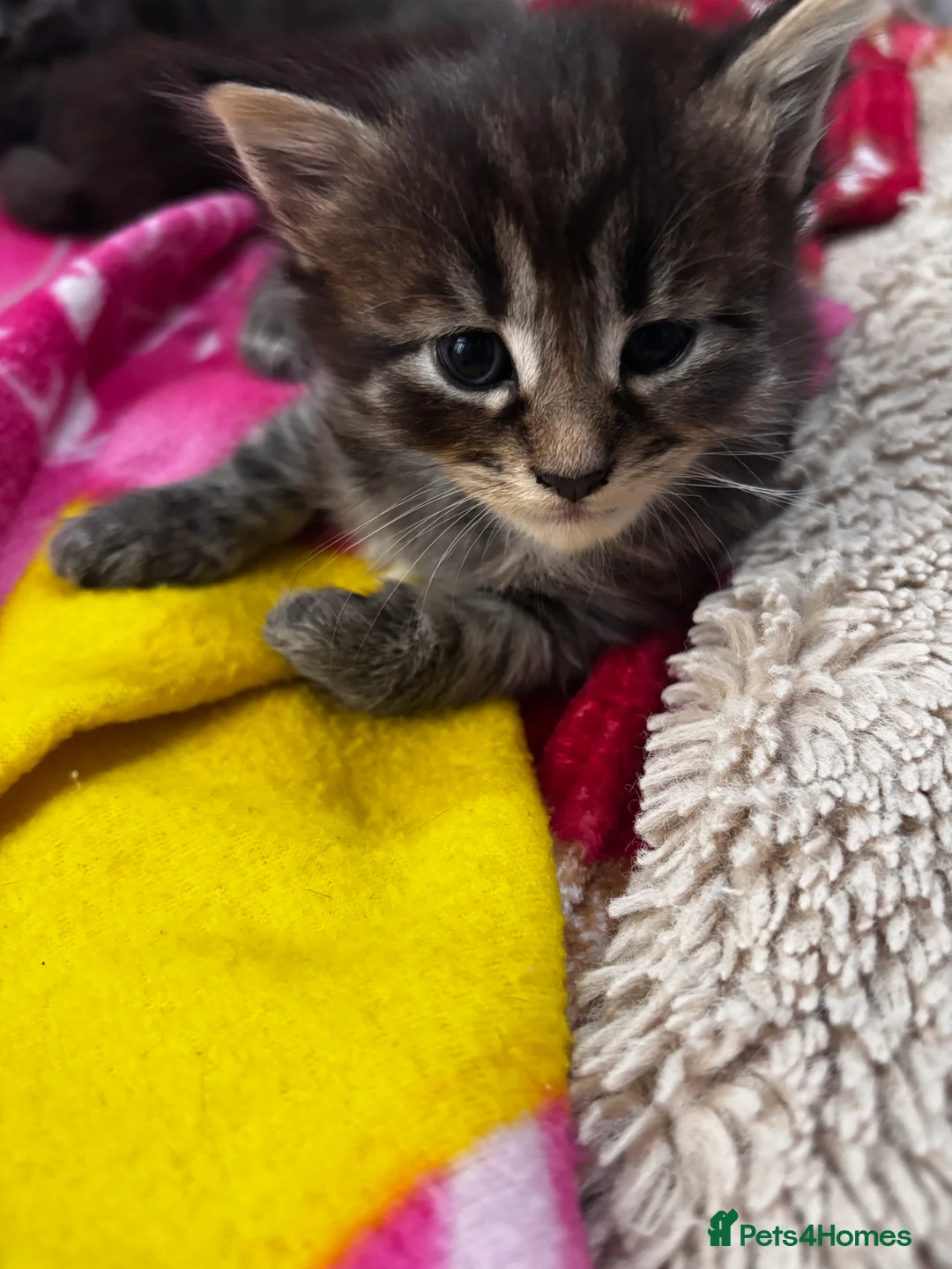 Maine Coon cats for sale: Beautiful maincoon x babies - Advert 2