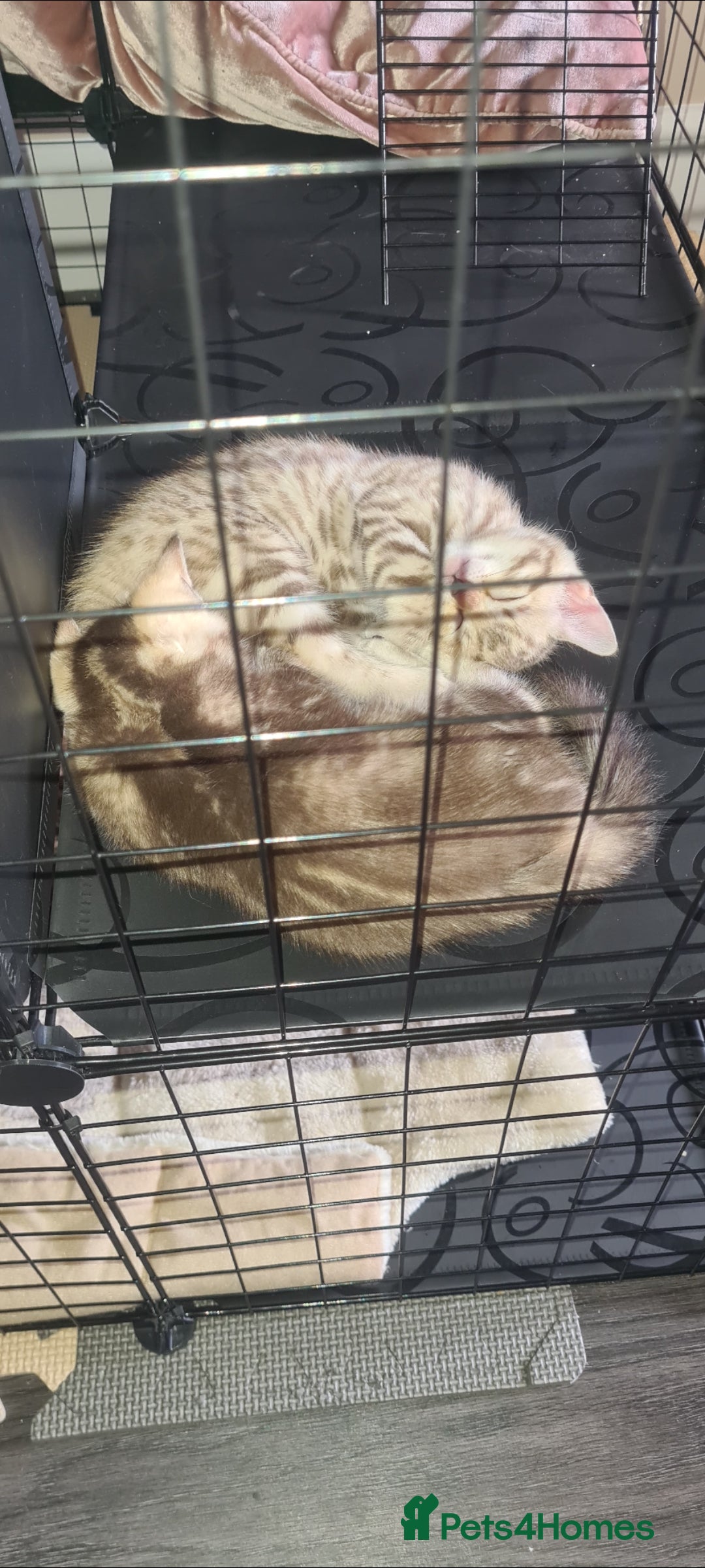 Bengal cats for sale: Bengal  - Image 5