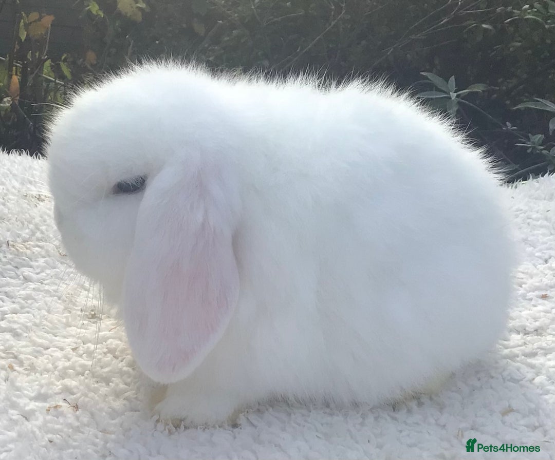 Mini Lop rabbits for sale: Mini lop doe - Advert 5