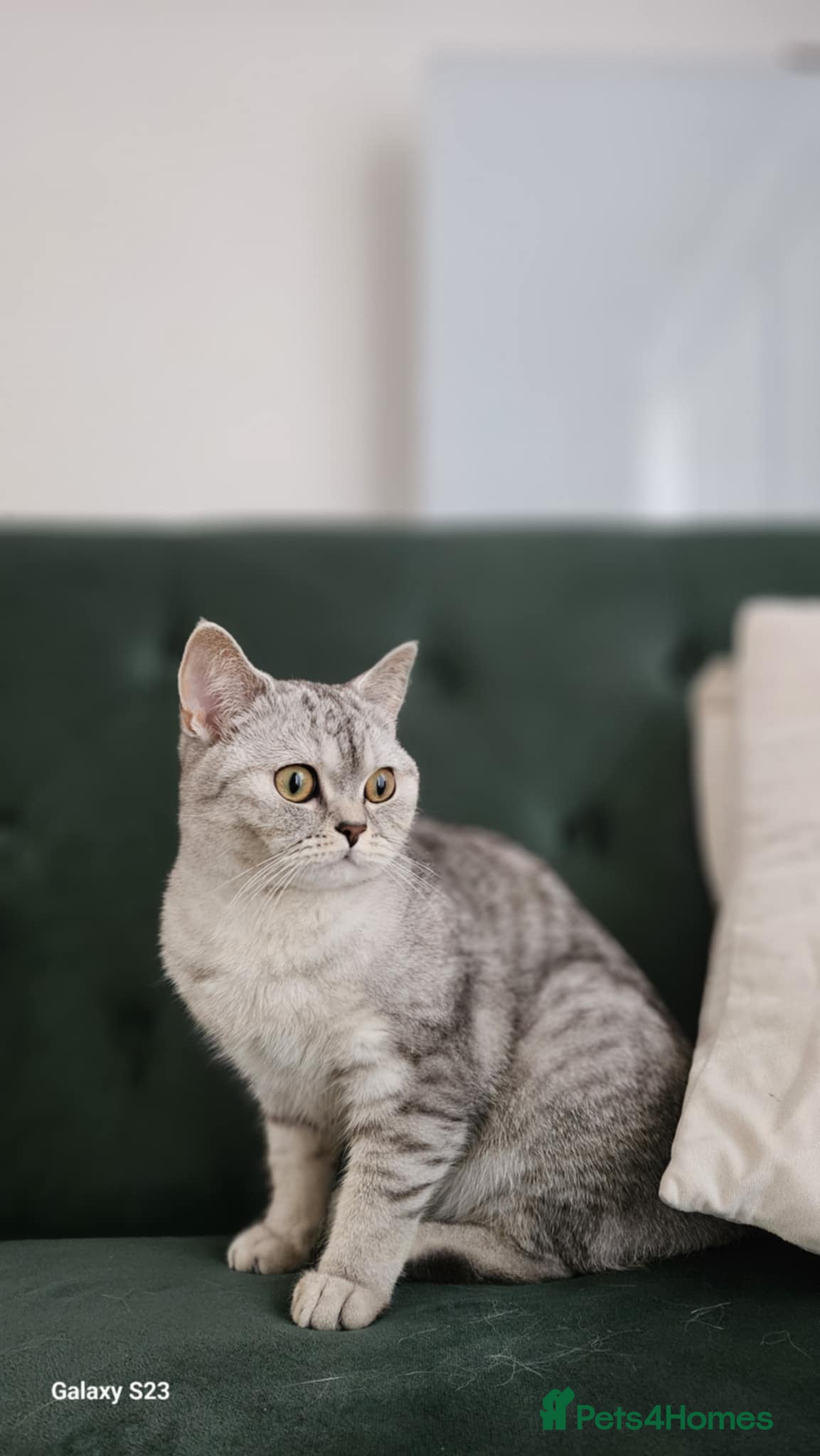 British Shorthair cats ASH-Male British Shorthair - Advert 3