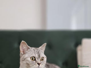 British Shorthair cats ASH-Male British Shorthair - Advert 3