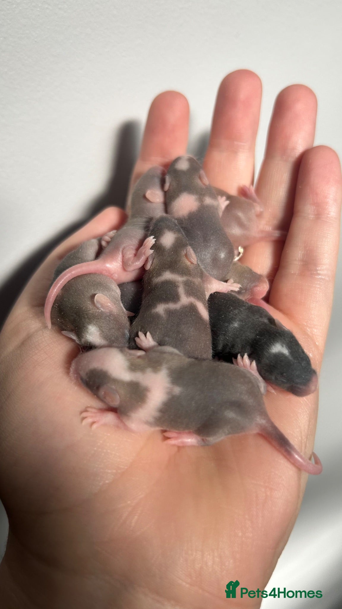 Mouse rodents Female mice ready to leave - Advert 1