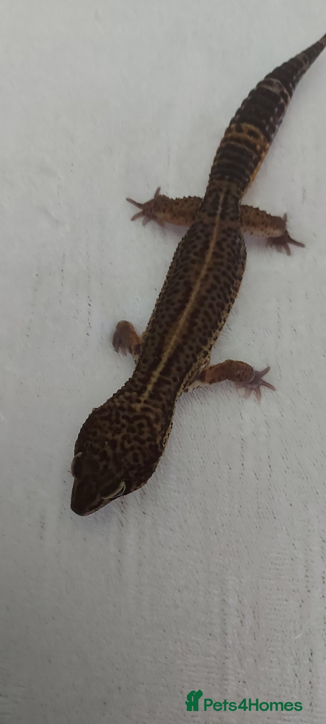 Leopard Gecko reptiles for sale: Two stunning male leopard geckos for sale - Advert 2