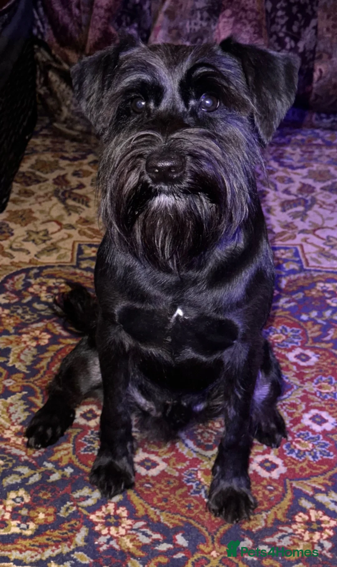 Miniature Schnauzer dogs for sale: Doc The Schnauzer  in Peterborough - Advert 4