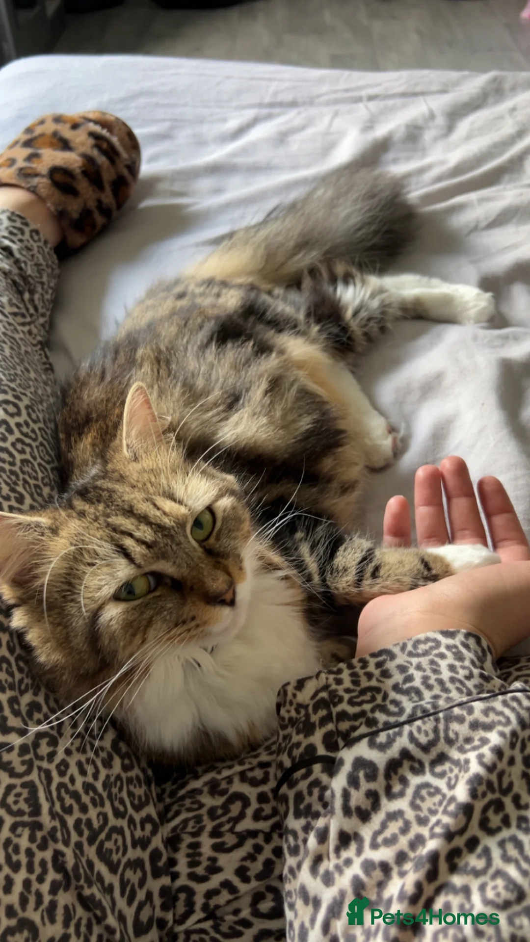 Mixed Breed cats for sale: 4 beautiful Kittens ready too go in 2 weeks  - Advert 2