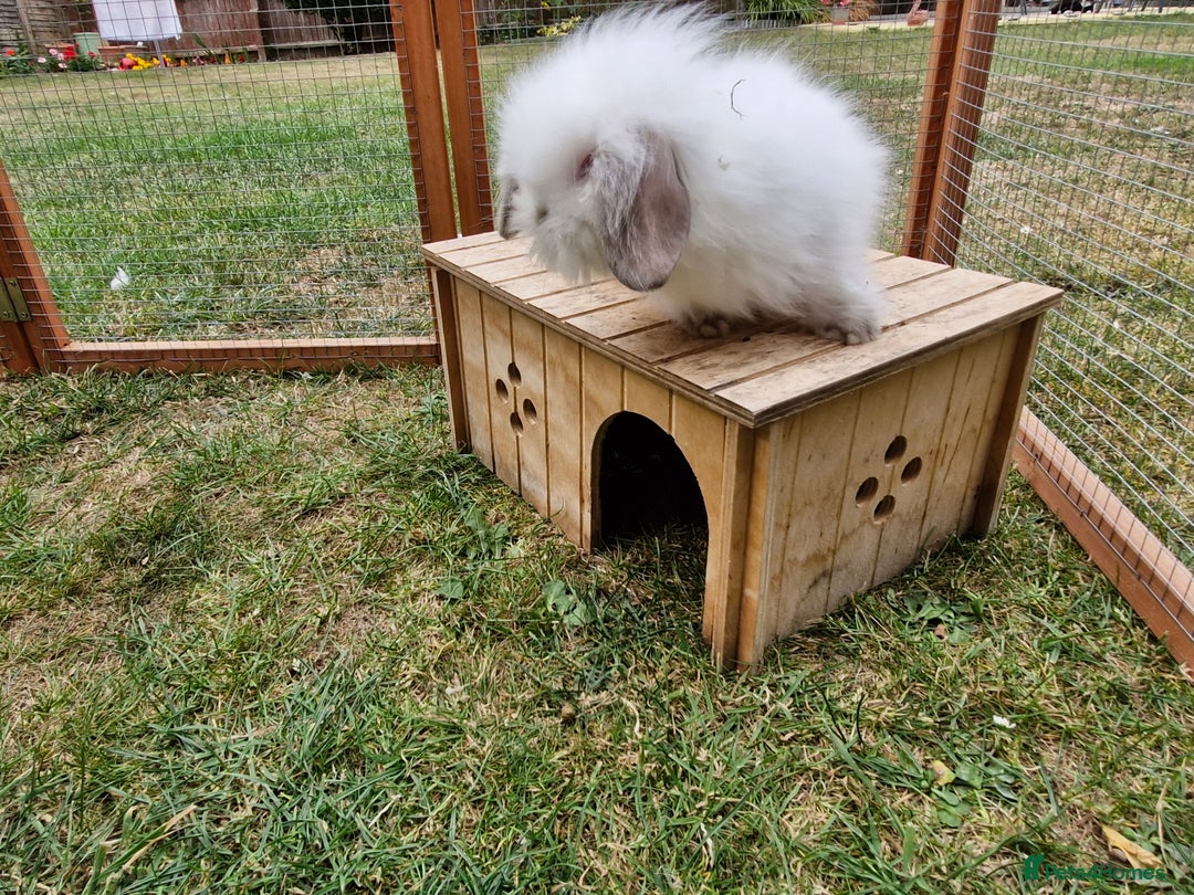 Lionhead rabbits for sale: 5 baby bunnies looking for new homes  - Image 3